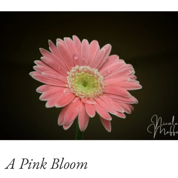 "A Pink Bloom" Photo on Canvas - Picture 2 of 3